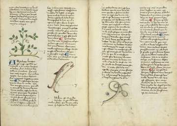 Platearius herbal, Aristolochia longa; folio unknown