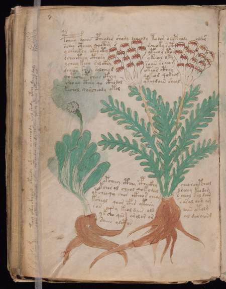 Voynich source view