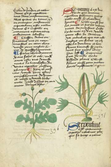Platearius herbal, Serpentine (Dracunculus), 1480–1500; entry number 397, folio unknown
