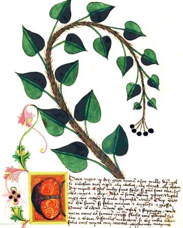 Munich Cim79 fol63v, De edera nigra; after1440 per source record