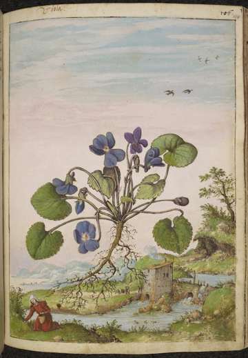 Gherardo Cibo sweet violet, 1564–1584, De Materia Medica; leaf marked104 in inspected picture