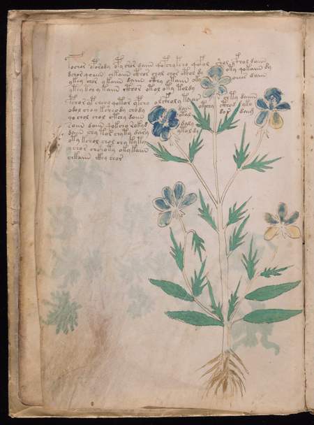 Voynich source view