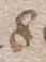 Source crop: f085r_part_f086v_part_part_of_85-86_foldout · yale-1006229-CS01130