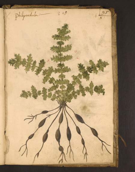 Penn LJS419 Erbario fol95r, labelled philipendula;15th century, insertion layer date not independently resolved