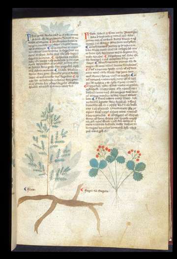 BL Egerton 747, f.040r.jpg