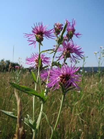 Centaurea jacea, 21 June 2017
