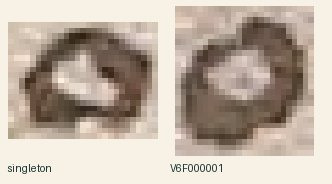 native Yale crops (v003 source-crop archive): f039r, f046v · ambiguous_f046v-O000281