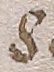 Source crop: f015r · yale-1006102-CS00513