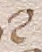 Source crop: f111r · yale-1006266-CS00603