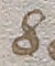 Source crop: f016r · yale-1006104-CS00359