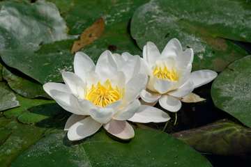 European white water-lily, Jardin des Plantes,8 June2013