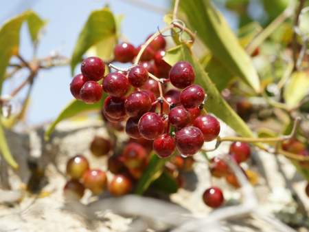 Smilax aspera berries