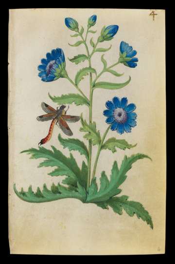 Book of Flower Studies chicory, folio4; ca1510–1515