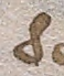 Source crop: f016r · yale-1006104-CS00363