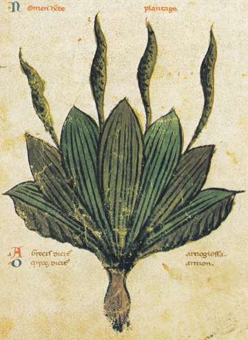 Pseudo-Apuleius Plantago, Wien Cod Vind93;13th century; exact folio not provided