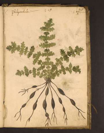 Penn LJS419 Erbario fol95r, labelled philipendula;15th century, insertion layer date not independently resolved