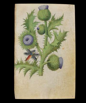 Book of Flower Studies thistle, folio8; ca1510–1515
