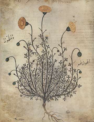 Vienna Dioscurides, Bouphthalmon, folio75v, c.512