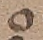 Source crop: f116r · yale-1006276-CS01220