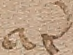 Source crop: 1r · yale-1006076-CS00420
