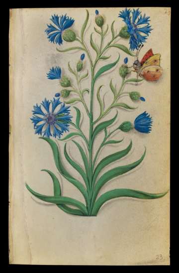 Master of Claude de France, Book of Flower Studies, Cornflower (Centaurea cyanus); folio unknown
