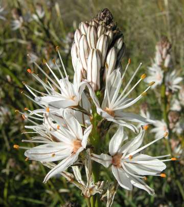 Asphodelus flower and raceme close-up