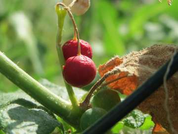 Bryonia dioica red berries (Kew synonym B.cretica subsp.dioica)