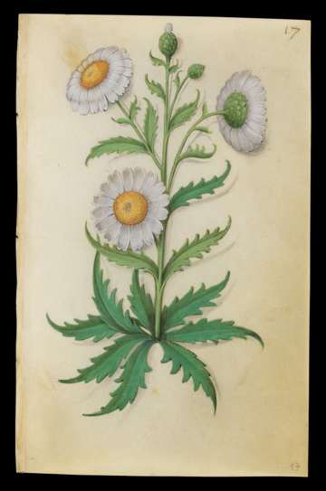 Master of Claude de France, Book of Flower Studies, Oxeye Daisy (Leucanthemum vulgare); folio unknown