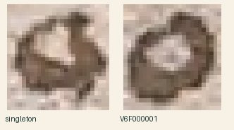 native Yale crops (v003 source-crop archive): f039r, f111v · ambiguous_f111v-O001519