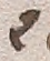 Source crop: f111r · yale-1006266-CS00537