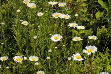 Leucanthemum vulgare growth habit
