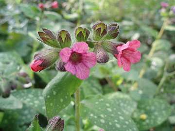 Pulmonaria officinalis flowers and buds