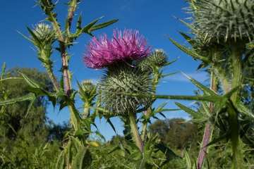 Cirsium vulgare flower, involucre and spiny stem