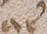 Source crop: 55r · yale-1006182-CS00369