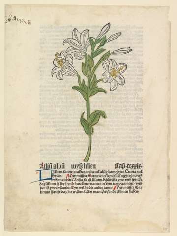 White lily, Gart der Gesundheit, chapter183;1485-03-28