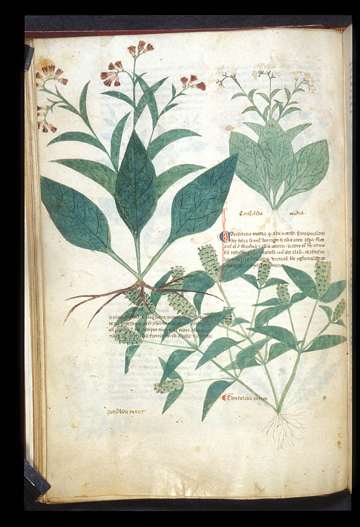 BL Egerton 747, f.030v.jpg