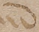 Source crop: f008v · yale-1006091-CS01294