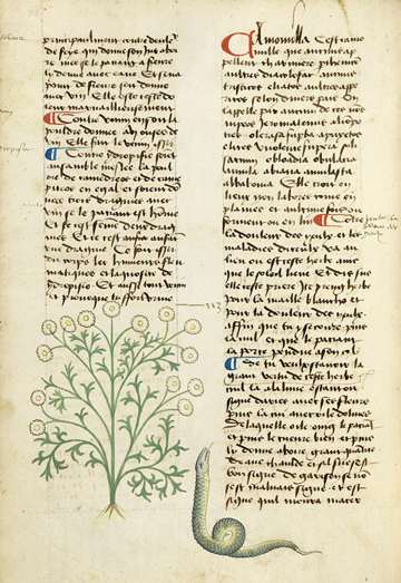 Platearius herbal, Chamomilla, 1480–1500; folio unknown