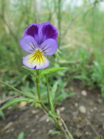 Viola tricolor front flower