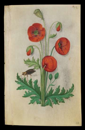 Master of Claude de France, Book of Flower Studies, Corn Poppy (Papaver rhoeas); folio unknown