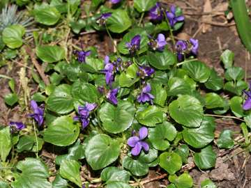 Actual botanical photograph: viola odorata
