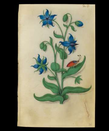 Book of Flower Studies borage, folio26; ca1510–1515