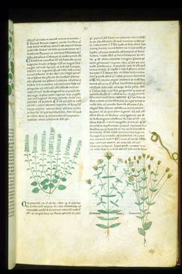 BL Egerton 747, f.021r.jpg