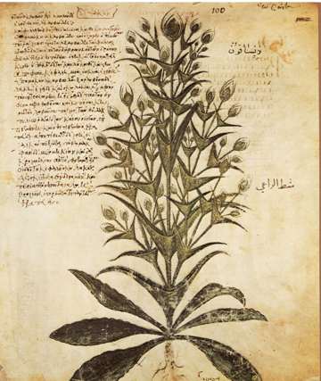 Vienna Dioscurides, Wilde Karde, folio100r