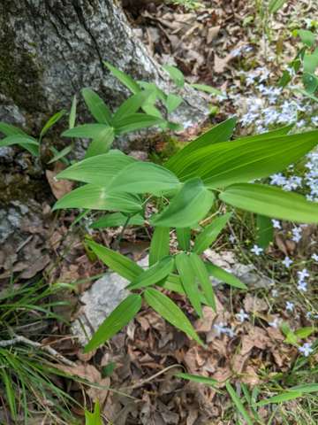 Polygonatum wild form, Cabarrus Co.