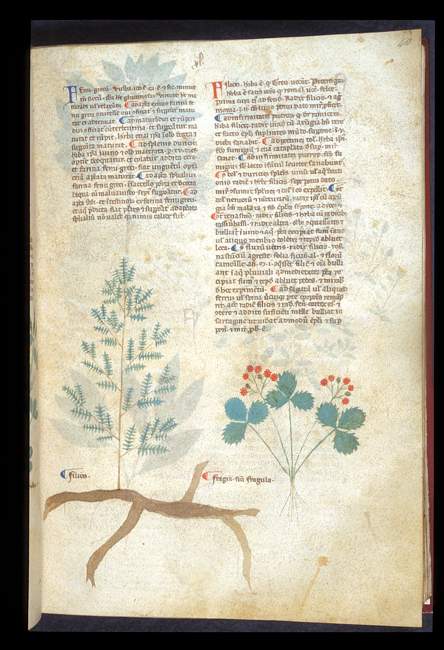 British Library Egerton MS747 fol040r: LEFT fern, RIGHT strawberry-type plant