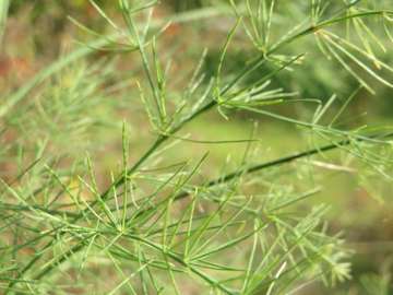 Asparagus officinalis