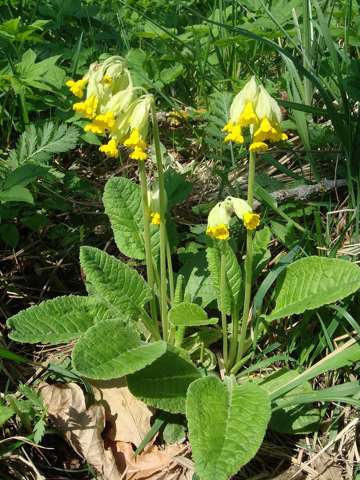 Primula veris, full form