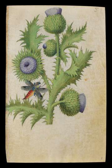 Master of Claude de France, Book of Flower Studies, Scottish Thistle (Onopordium acanthium); folio unknown