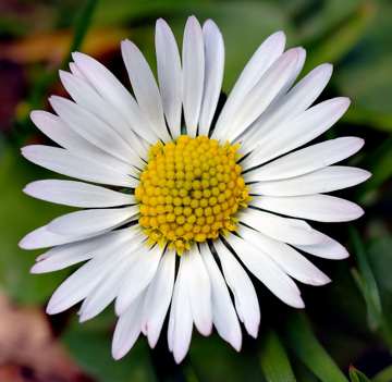 Bellis perennis, wild single flower close-up